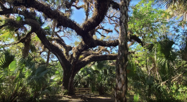 Enjoy A Secluded Stroll On A Little-Known Path Along This Iconic Florida River